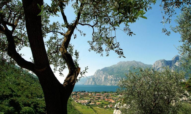 Vista del lago tra gli ulivi e montagne.