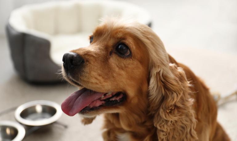 Happy cocker spaniel near bowls and a bed.