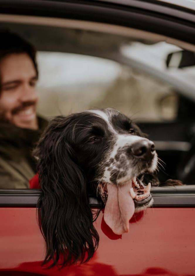 Cane felice con la lingua fuori, gode di un viaggio in auto.